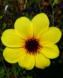 Close-up of yellow flower blooming outdoors