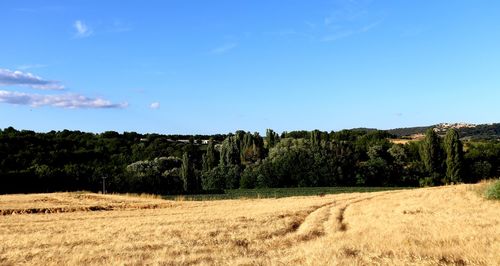 Trees on field against sky