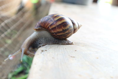 Close-up of snail