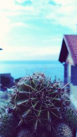 Close-up of cactus plant against sea