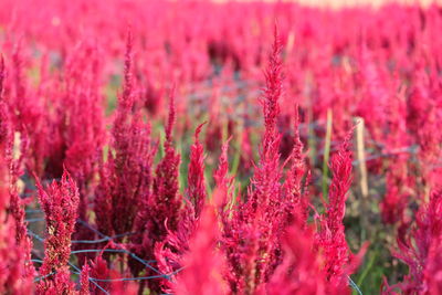 Close-up of wheat field