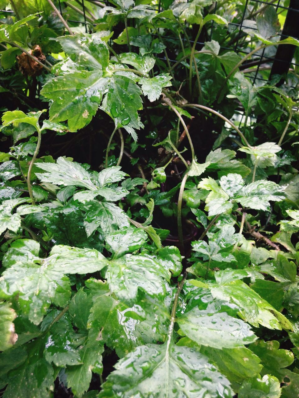 leaf, green color, growth, plant, full frame, nature, freshness, close-up, backgrounds, beauty in nature, leaf vein, leaves, green, high angle view, wet, growing, day, tranquility, no people, lush foliage