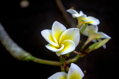 Close-up of white flowering plant against black background
