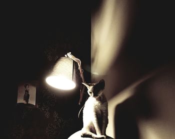 Low angle view of cat sitting on illuminated lamp at home