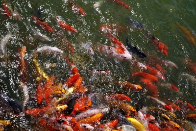 The beauty of koi fish in the clear lake