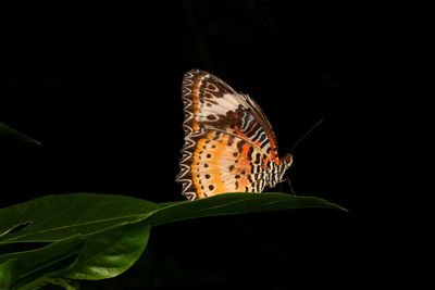 Butterfly perching on leaf