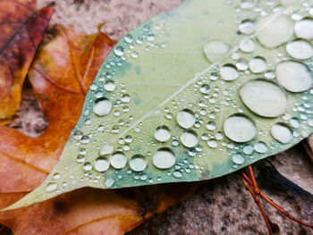 Close-up of raindrops on leaves