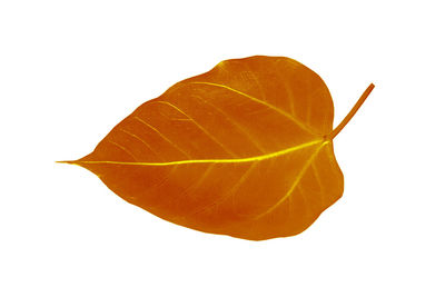 Close-up of leaf against white background