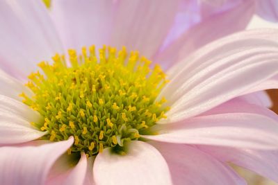 Close-up of fresh yellow flower blooming outdoors