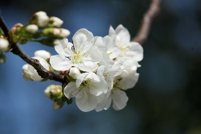 Close-up of blossoms in spring