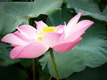 Close-up of pink water lily