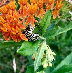 Close-up of butterfly pollinating on flower