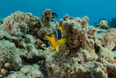 Fish swim in the red sea, colorful fish, eilat israel
