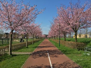 Footpath amidst trees in park