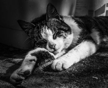 Close-up of cat lying down