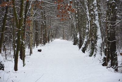 Snow covered trees in forest during winter