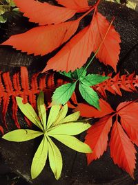 High angle view of autumn leaves