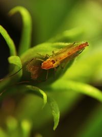 Close-up of insect on flower