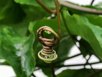 Close-up of spiral plant