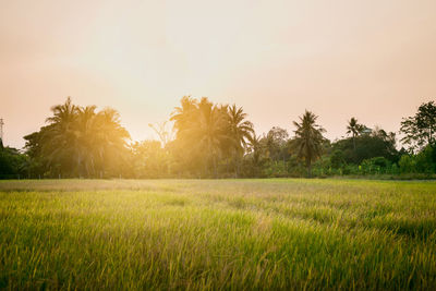 Scenic view of field against sky during sunset