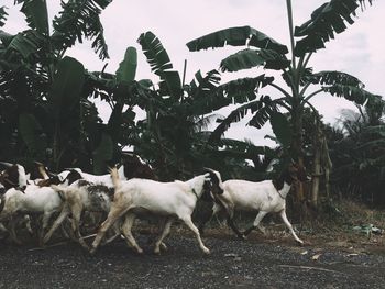 Horses in a field