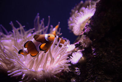 Fish swimming underwater