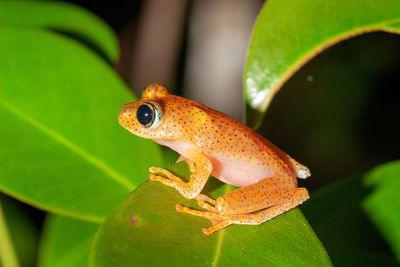 Close-up of frog on leaf