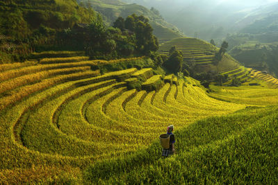 Scenic view of rice paddy