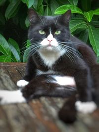 Portrait of cat sitting outdoors