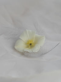 Close-up of white flowering plant