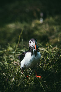 Close-up of a duck on field