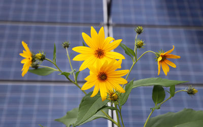 Close-up of yellow flowering plant