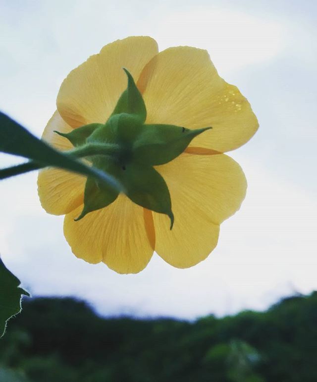 flower, petal, freshness, fragility, growth, flower head, beauty in nature, close-up, yellow, sky, nature, focus on foreground, low angle view, blooming, single flower, leaf, in bloom, plant, blossom, sunlight