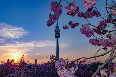 Cherry blossoms against sky during sunset