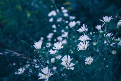 Close-up of daisy flowers