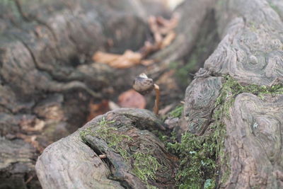 Close-up of lizard on tree trunk