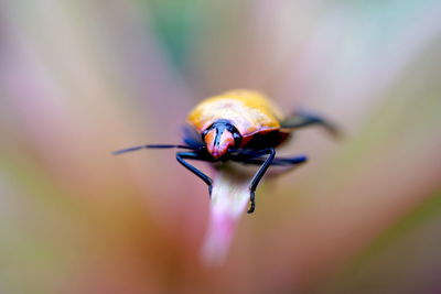 Close up eucorysses grandis showing front view. focus on eyes, insect and enviromental concept.