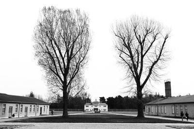 Bare trees against clear sky