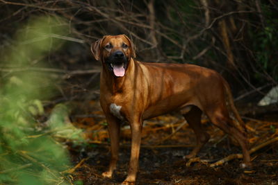 View of a dog on field