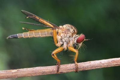 Close-up of dragonfly on plant