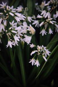 Close-up of purple flowering plant