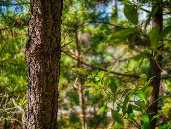 Close-up of tree trunk in forest