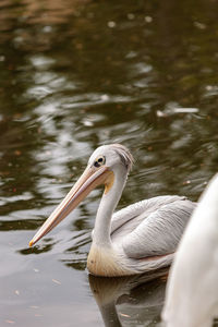 Close-up of swan swimming on lake