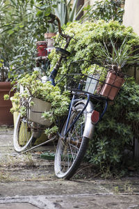 Bicycle against trees