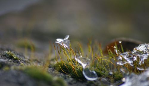 Close-up of frozen plant