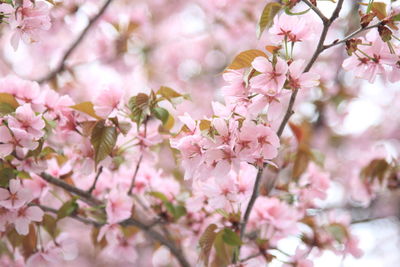 Close-up of pink cherry blossoms in spring