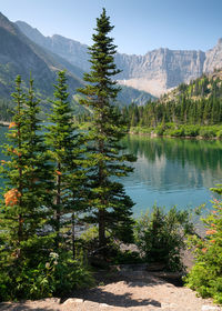 Pine trees by lake against sky