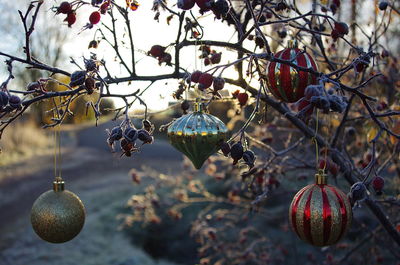 Close-up of fruits hanging on tree