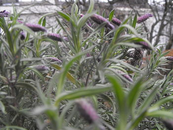 Close-up of leaves