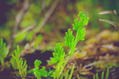 Close-up of plant growing on field